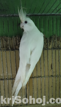 Tame Albino & adult female cockatiel